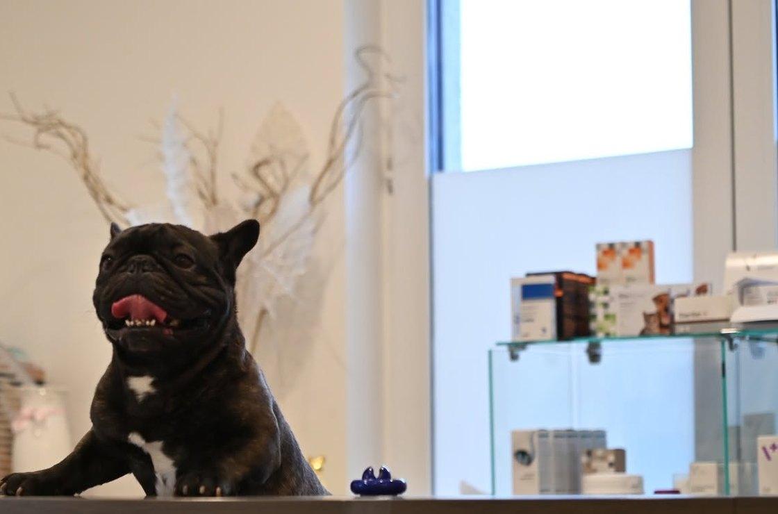 Prancūzų buldogas ant Atlas veterinarijos klinikos registratūros stalo Užubaliuose